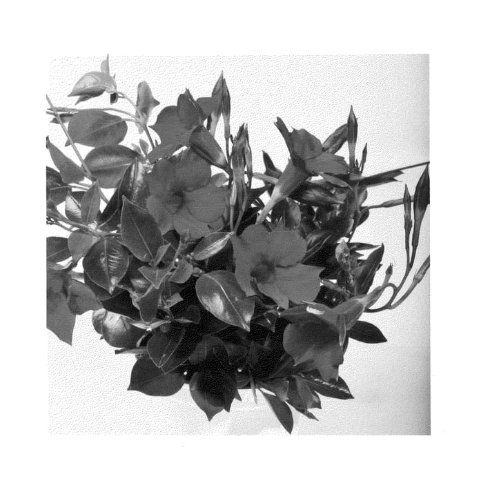 Figure 1 of US plant patent PP24885, the photograph of Duemalare printed in the patent.