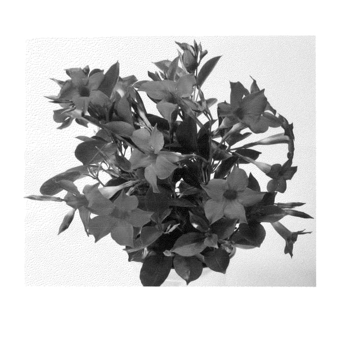 Figure 1 of US plant patent PP24886, the photograph of Duemarhopi printed in the patent.