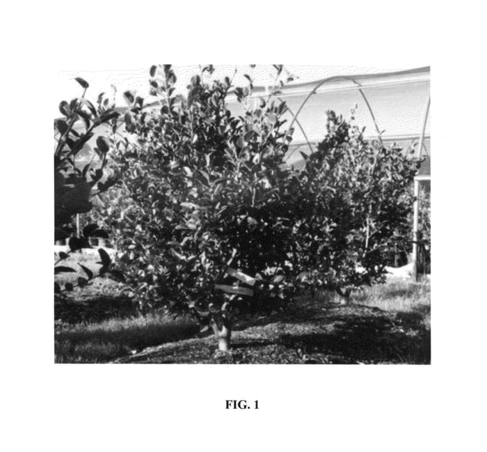 Figure 1 of US plant patent PP24887, the photograph of Green 99-016 printed in the patent.
