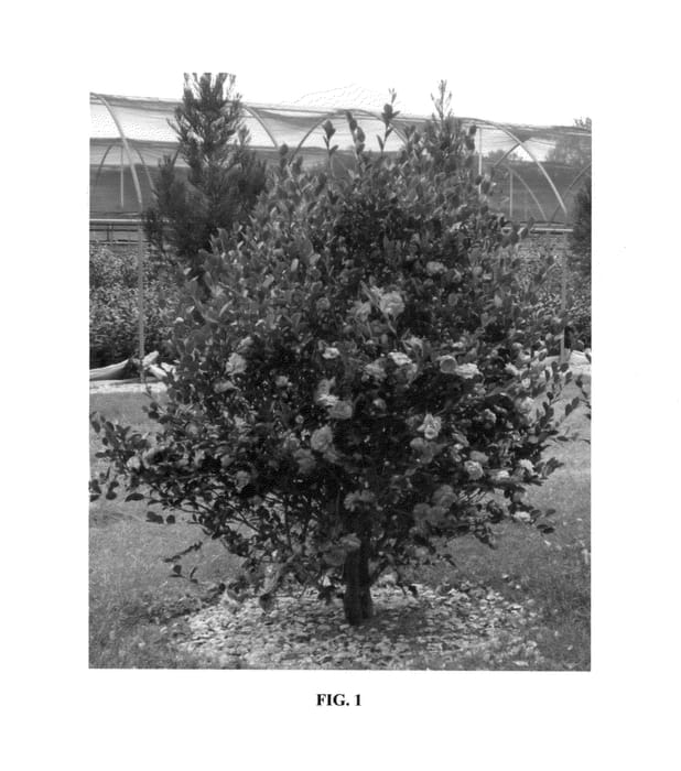 Figure 1 of US plant patent PP24888, the photograph of Green 99-031 printed in the patent.