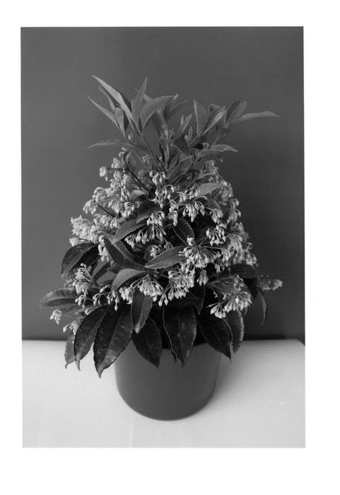 Figure 1 of US plant patent PP24889, the photograph of Queen Pablo printed in the patent.