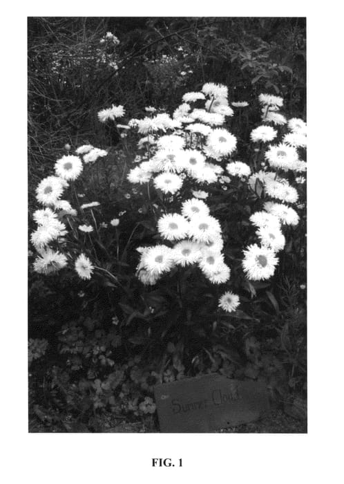 Figure 1 of US plant patent PP24890, the photograph of Shapcott Summer Clouds printed in the patent.
