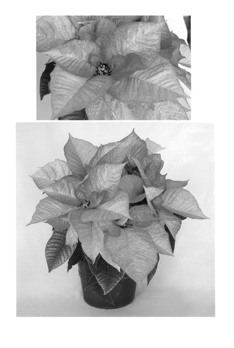Figure 1 of US plant patent PP24891, the photograph of PER2009 printed in the patent.