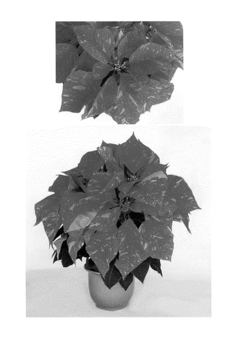 Figure 1 of US plant patent PP24892, the photograph of PER310 printed in the patent.