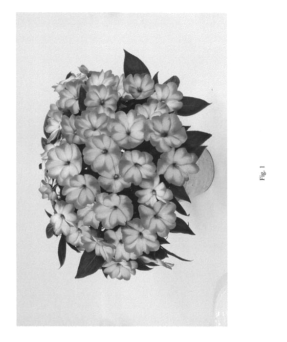 Figure 1 of US plant patent PP24893, the photograph of DHAR354 printed in the patent.