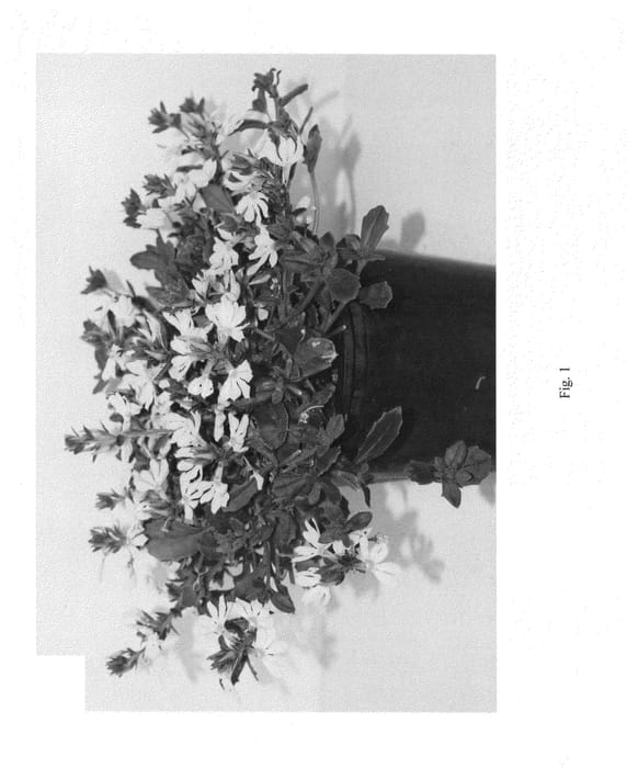 Figure 1 of US plant patent PP24894, the photograph of SSCWH03-0 printed in the patent.
