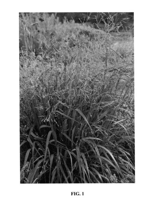 Figure 1 of US plant patent PP24895, the photograph of Cape Breeze printed in the patent.