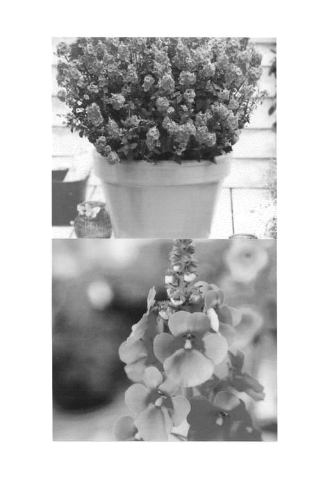 Figure 1 of US plant patent PP24896, the photograph of Sunjodiropi printed in the patent.