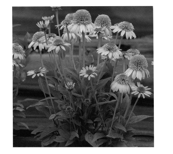 Figure 1 of US plant patent PP24897, the photograph of Cantaloupe printed in the patent.