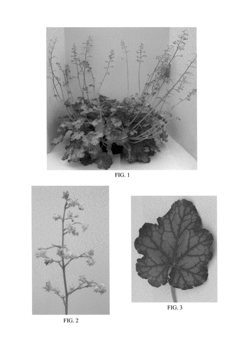 Figure 1 of US plant patent PP24899, the photograph of Carnival Limeade printed in the patent.