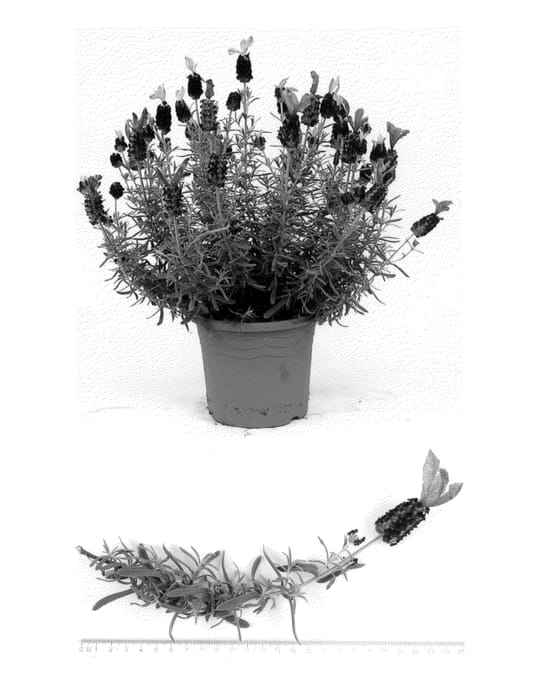 Figure 1 of US plant patent PP24900, the photograph of TV4 printed in the patent.
