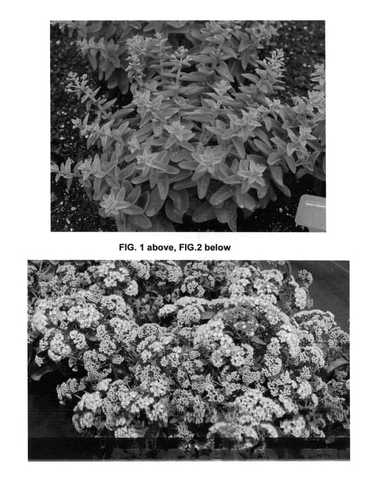Figure 1 of US plant patent PP24901, the photograph of Desert Blonde printed in the patent.