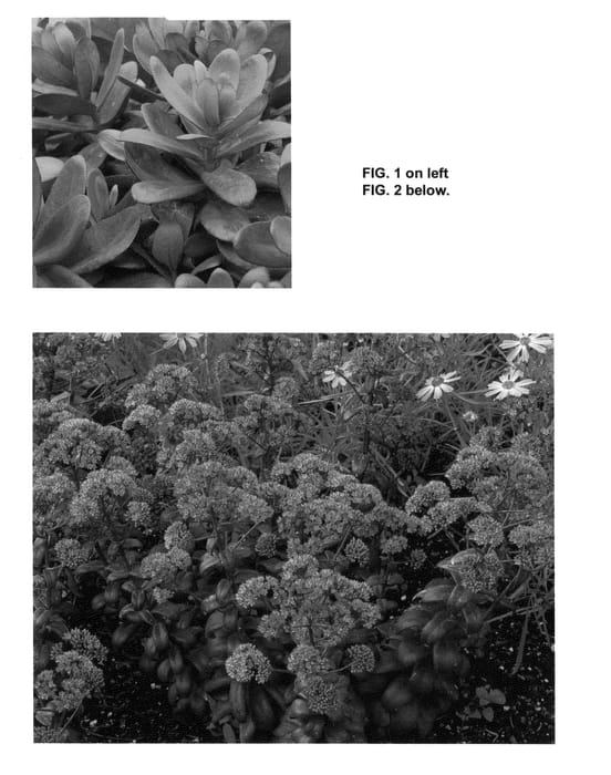 Figure 1 of US plant patent PP24902, the photograph of Desert Black printed in the patent.