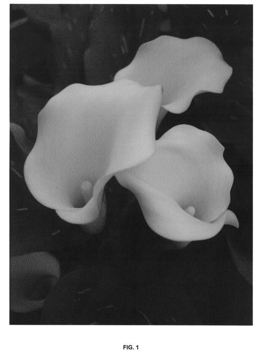 Figure 1 of US plant patent PP24903, the photograph of Hot Butter BLZ printed in the patent.