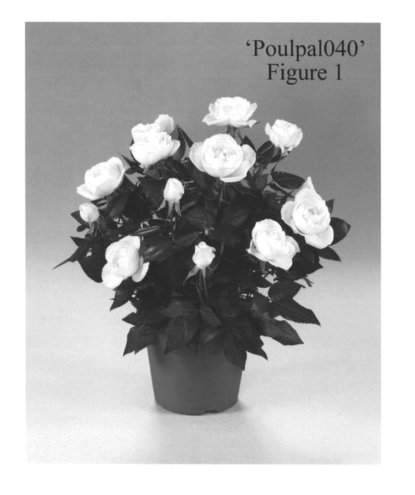 Figure 1 of US plant patent PP24904, the photograph of Poulpal040 printed in the patent.