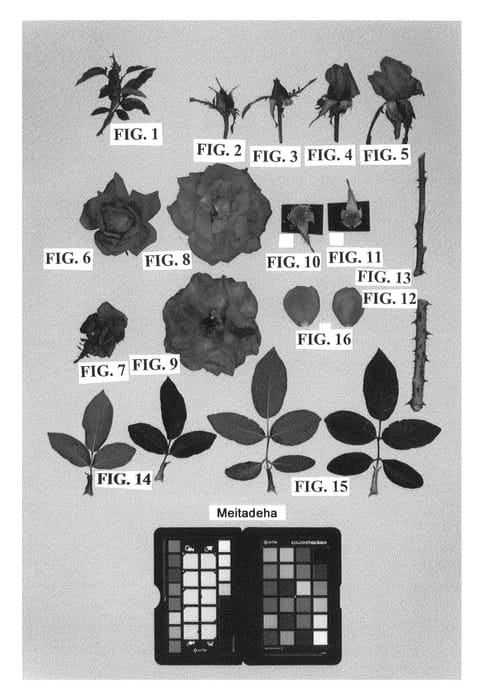 Figure 1 of US plant patent PP24905, the photograph of Meitadeha printed in the patent.
