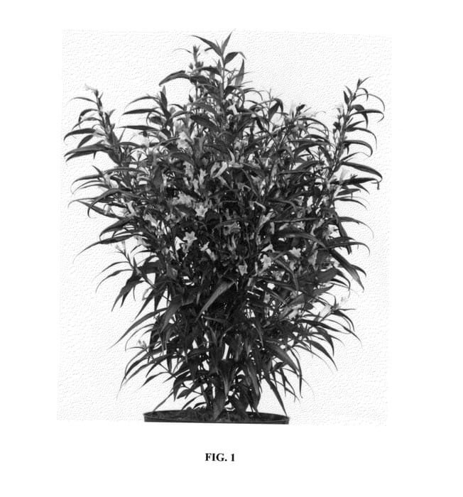 Figure 1 of US plant patent PP24906, the photograph of Lankveld13 printed in the patent.