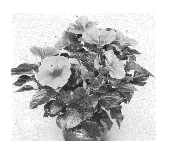 Figure 1 of US plant patent PP24907, the photograph of Trinidad Wind printed in the patent.