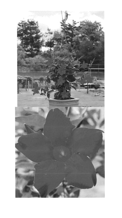 Figure 1 of US plant patent PP24908, the photograph of Sunparasure printed in the patent.