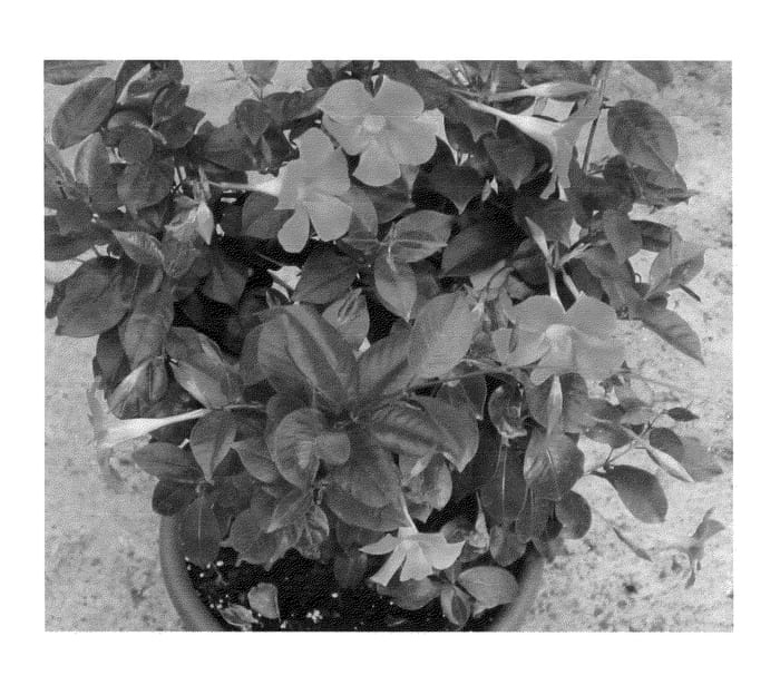 Figure 1 of US plant patent PP24909, the photograph of Duemarros printed in the patent.