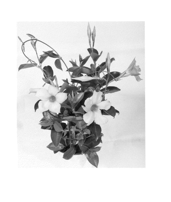 Figure 1 of US plant patent PP24910, the photograph of Duemiawibu printed in the patent.