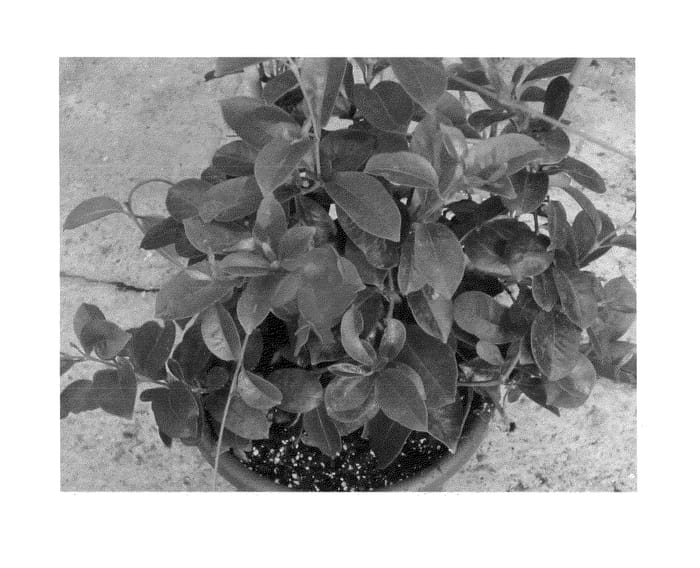 Figure 1 of US plant patent PP24911, the photograph of Duemiare printed in the patent.
