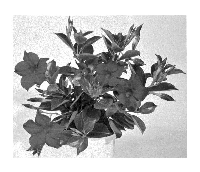 Figure 1 of US plant patent PP24912, the photograph of Duemarre printed in the patent.