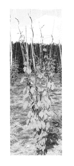 Figure 1 of US plant patent PP24913, the photograph of Sumner printed in the patent.