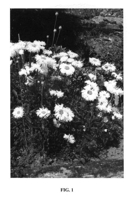 Figure 1 of US plant patent PP24914, the photograph of Shapcott Ruffles printed in the patent.