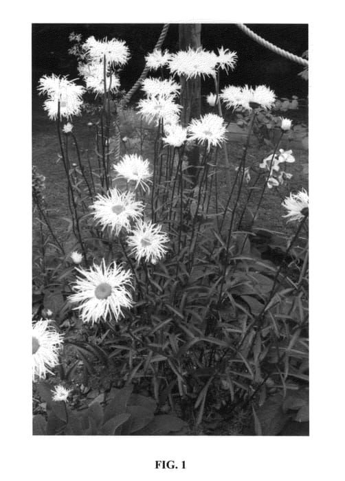 Figure 1 of US plant patent PP24915, the photograph of Shapcott Gossamer printed in the patent.