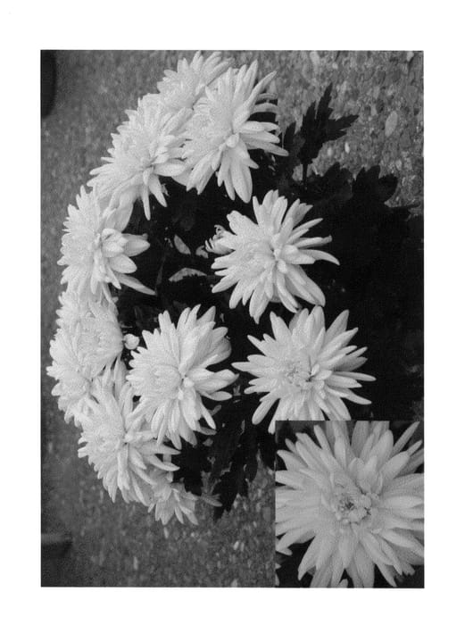 Figure 1 of US plant patent PP24916, the photograph of CIDZ0045 printed in the patent.