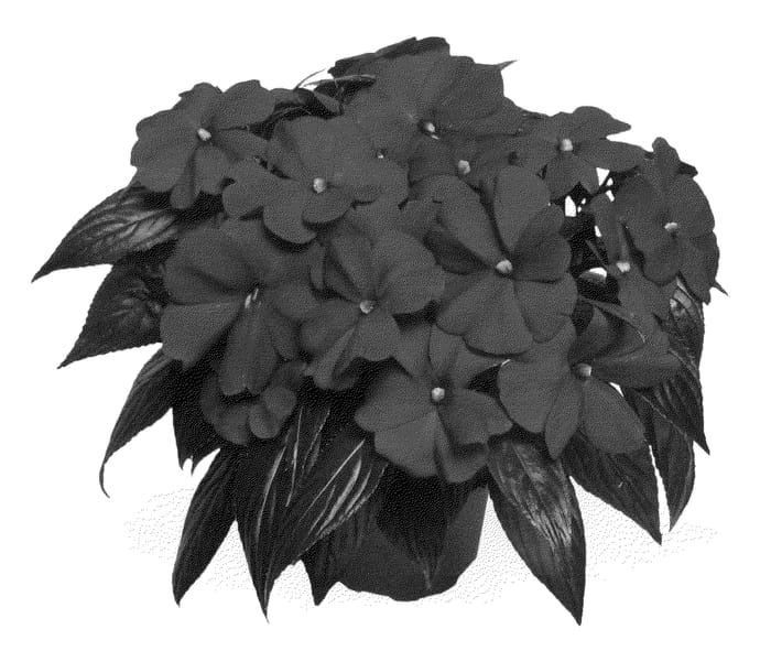 Figure 1 of US plant patent PP24917, the photograph of Duemagpur printed in the patent.
