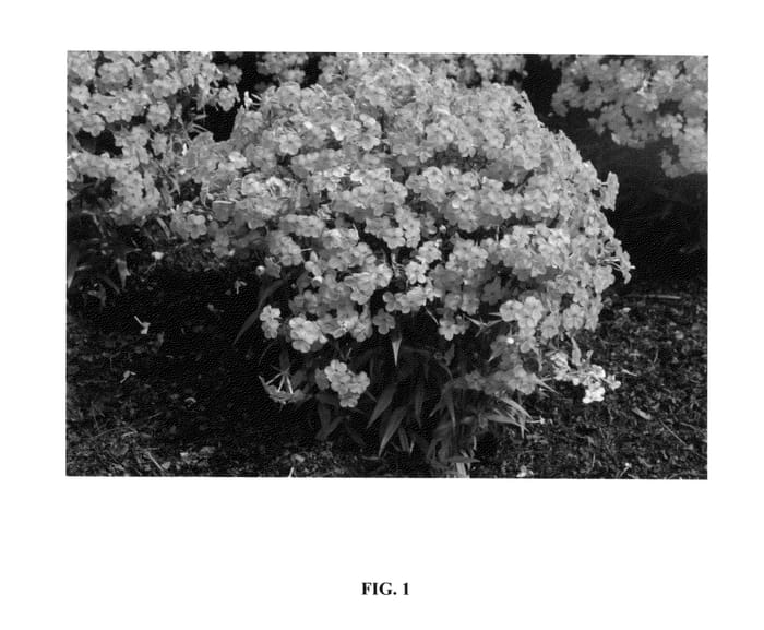 Figure 1 of US plant patent PP24918, the photograph of Forever Pink printed in the patent.