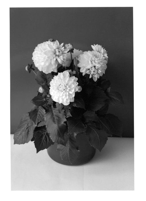 Figure 1 of US plant patent PP24919, the photograph of BKDAWHT printed in the patent.