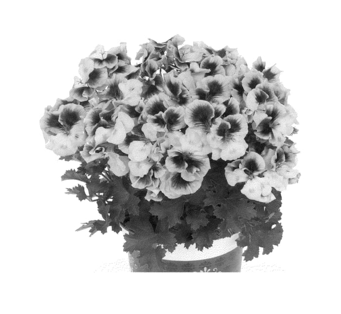 Figure 1 of US plant patent PP24920, the photograph of Kuegrarolav printed in the patent.