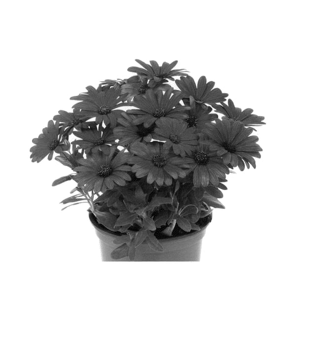 Figure 1 of US plant patent PP24921, the photograph of Duetisweka printed in the patent.