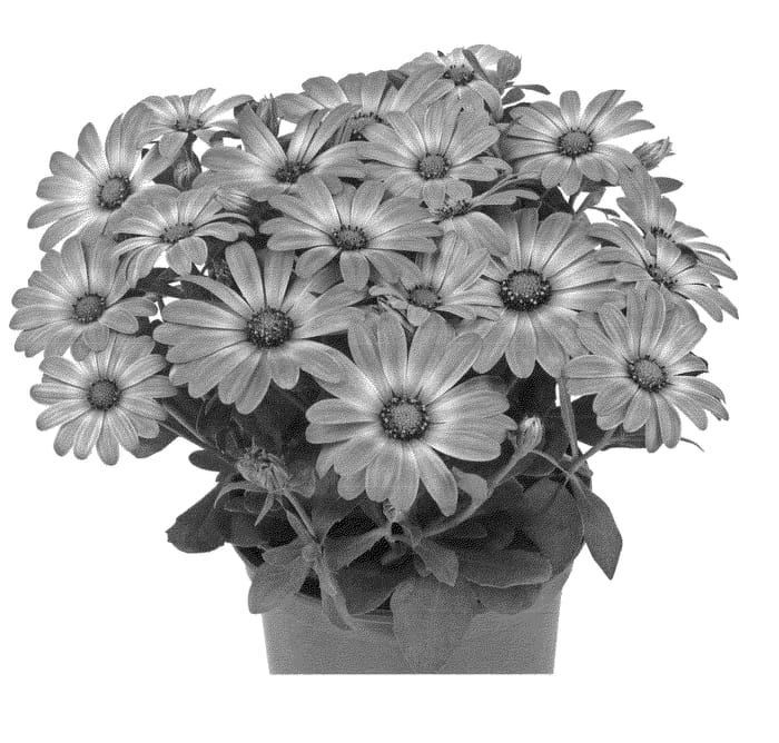 Figure 1 of US plant patent PP24922, the photograph of Duetihotpin printed in the patent.