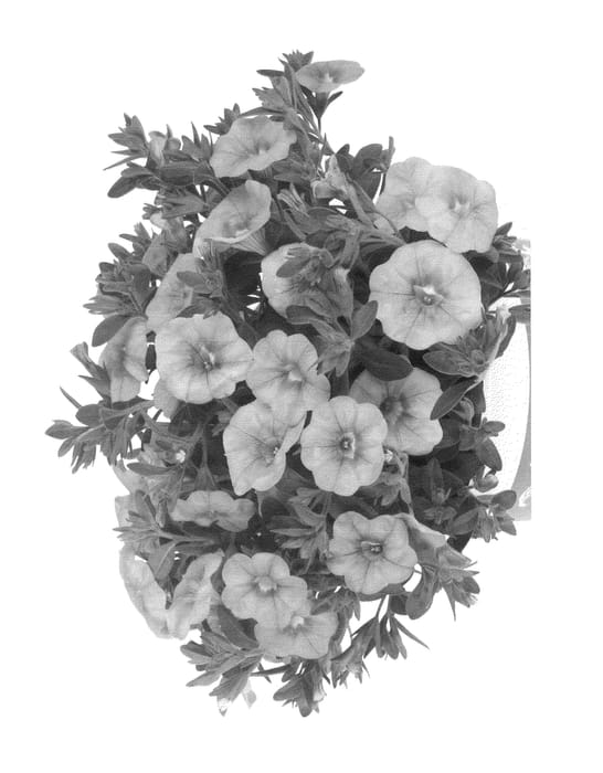 Figure 1 of US plant patent PP24923, the photograph of Duealkospi printed in the patent.