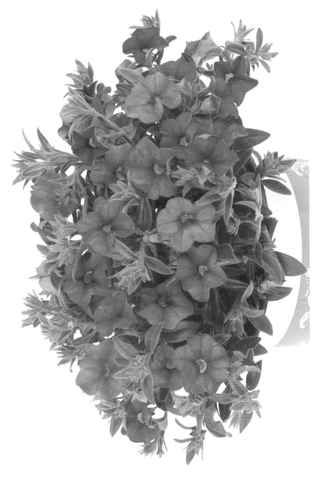 Figure 1 of US plant patent PP24924, the photograph of Duealkohopi printed in the patent.