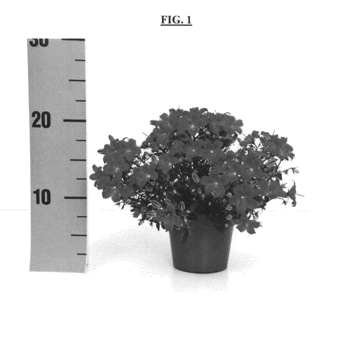 Figure 1 of US plant patent PP24925, the photograph of PKM02 printed in the patent.