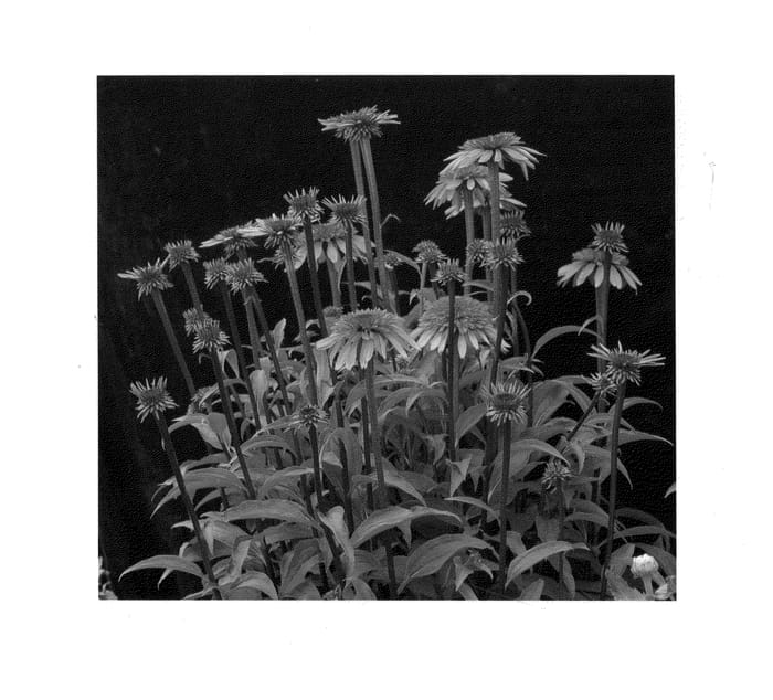 Figure 1 of US plant patent PP24926, the photograph of Elegance printed in the patent.