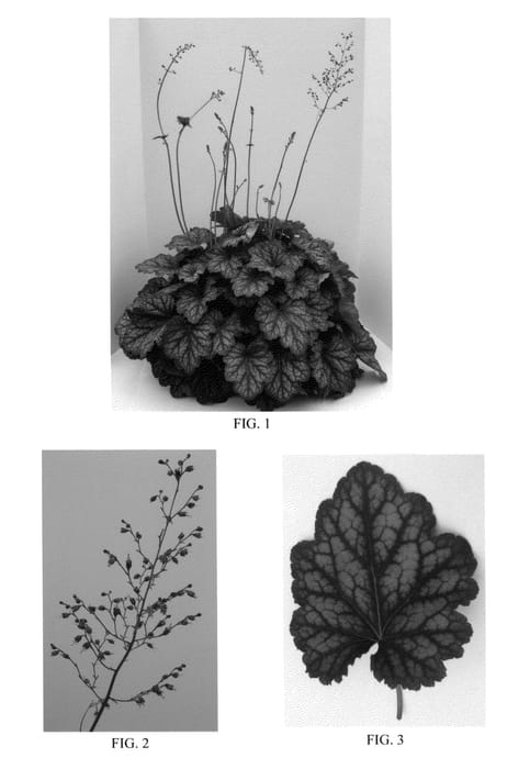 Figure 1 of US plant patent PP24927, the photograph of Carnival Cocomint printed in the patent.