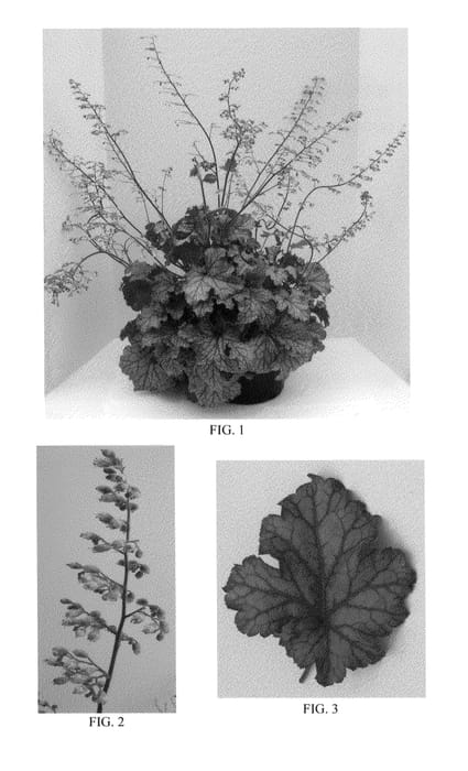 Figure 1 of US plant patent PP24928, the photograph of Carnival Peach Parfait printed in the patent.