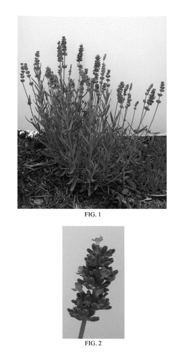 Figure 1 of US plant patent PP24929, the photograph of SuperBlue printed in the patent.
