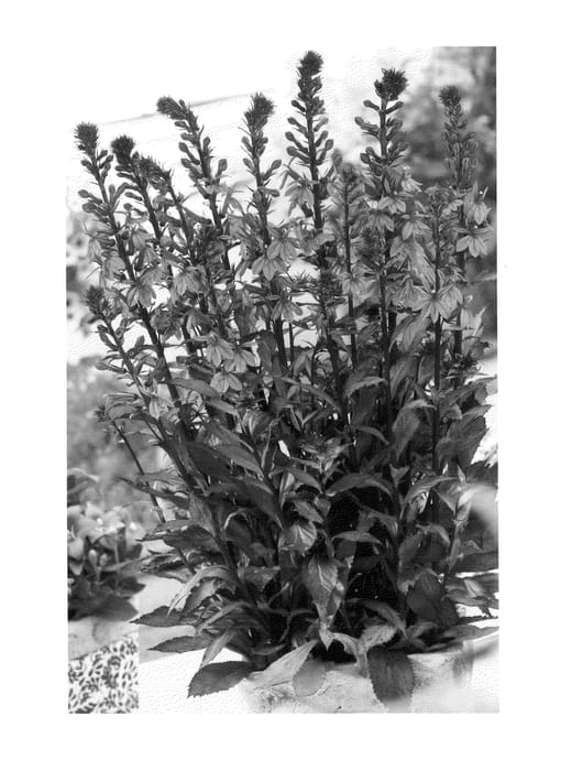 Figure 1 of US plant patent PP24930, the photograph of Rose Princess printed in the patent.