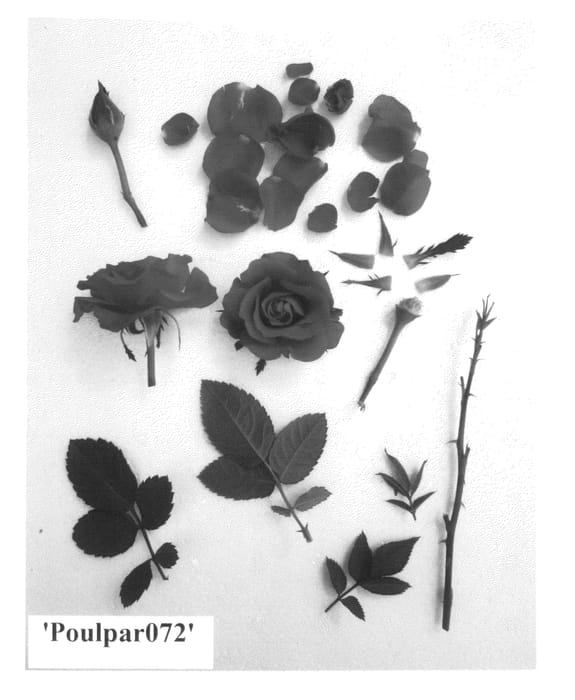 Figure 1 of US plant patent PP24931, the photograph of Poulpar072 printed in the patent.