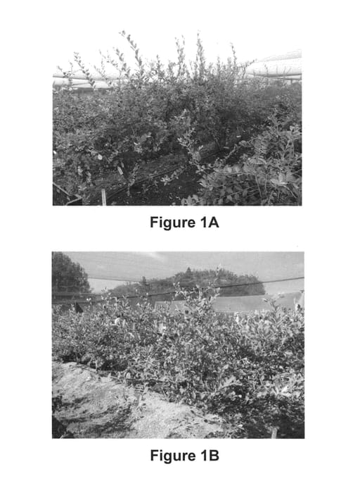 Figure 1 of US plant patent PP24932, the photograph of Velluto Blue printed in the patent.