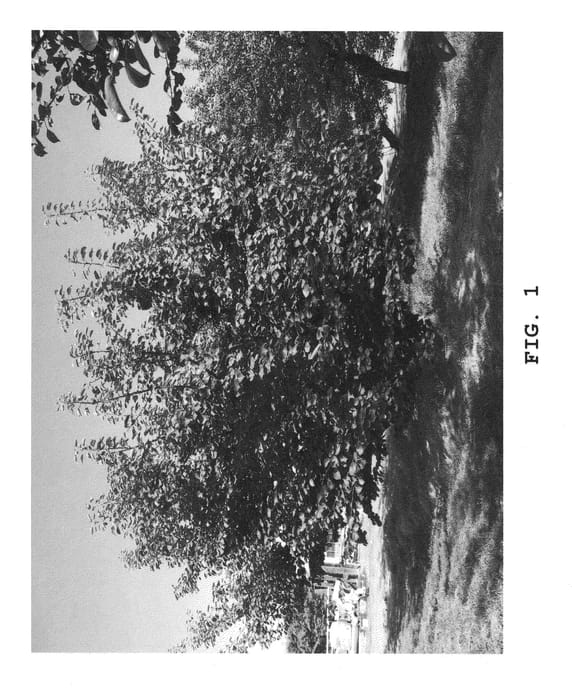Figure 1 of US plant patent PP24933, the photograph of Twocot printed in the patent.