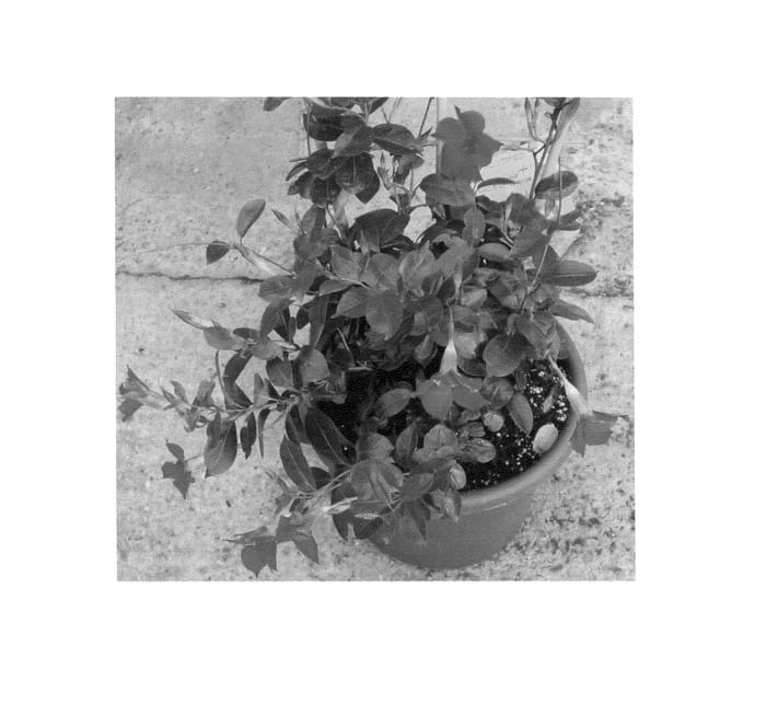 Figure 1 of US plant patent PP24935, the photograph of Duemalache printed in the patent.