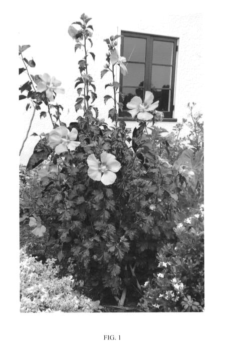Figure 1 of US plant patent PP24936, the photograph of WALHIROSMO printed in the patent.